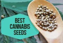 Cannabis Seeds Quickly
