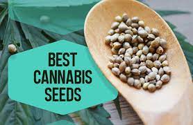 Cannabis Seeds Quickly