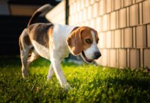 Outdoor Dog Run: Why It’s Important For Your Pet