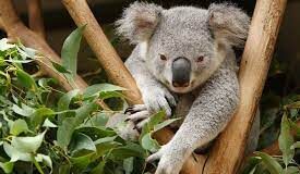 Have you been to Healesville Sanctuary