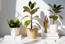 Things You Should Keep In Your Mind When Choosing Indoor Plants