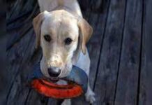 Benefits associated with Dog Chew Toys