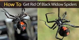 Effective Measures to Get Rid of Spiders and Black Widows