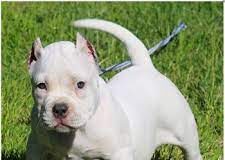 Dazzling pitbull puppies home Reviews