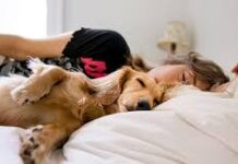 5 Reasons Why Your Dog Sleeps Under Your Bed