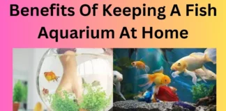 Benefits Of Keeping A Fish Aquarium At Home