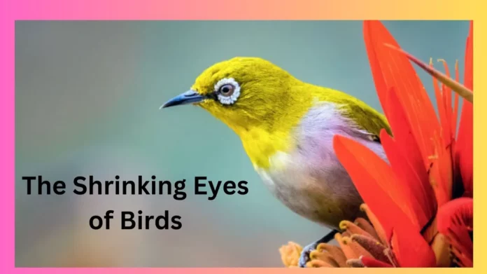 The Shrinking Eyes of Birds