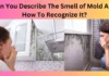 Can You Describe The Smell of Mold And How To Recognize It?