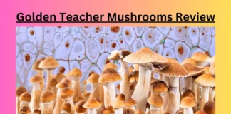 Golden Teacher Mushrooms Review
