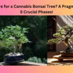 How to Care for a Cannabis Bonsai Tree?
