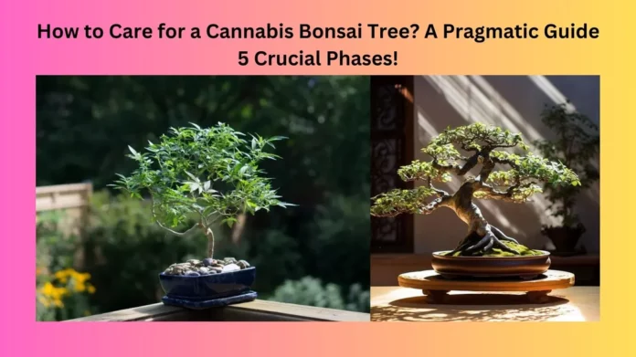 How to Care for a Cannabis Bonsai Tree?