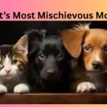 Our Pet’s Most Mischievous Moments
